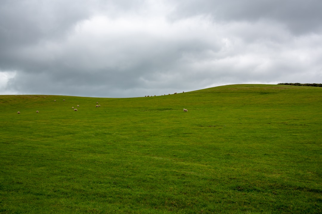 Sloped grassy hill terrain in residential landscape