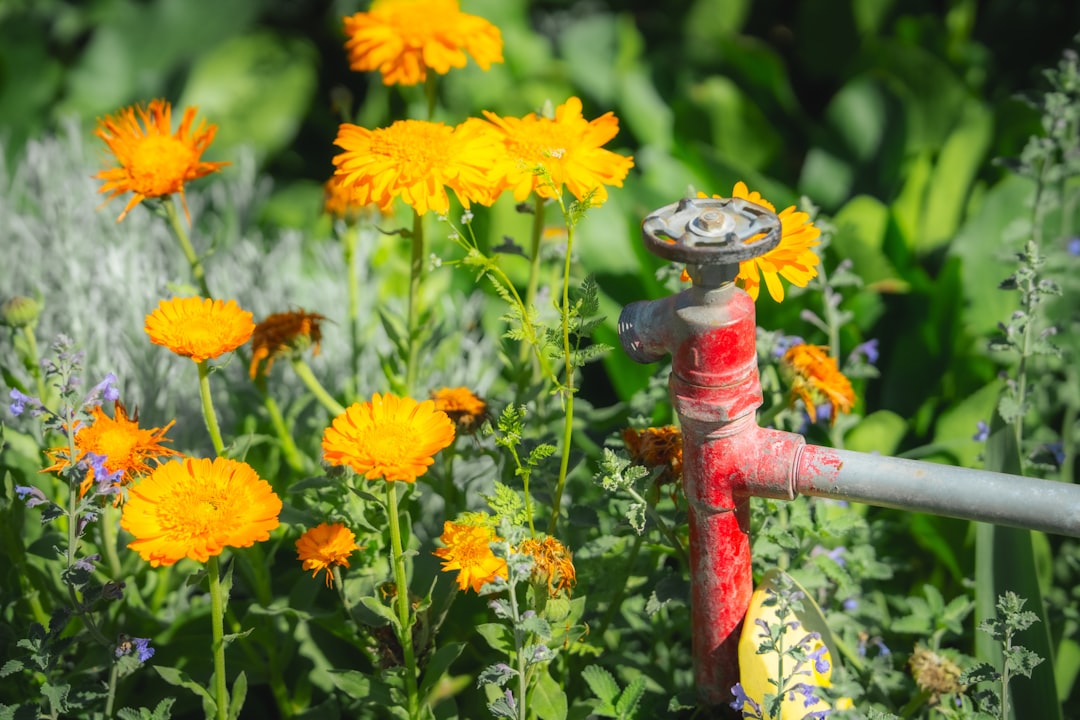 Sprinkler watering a green garden lawn