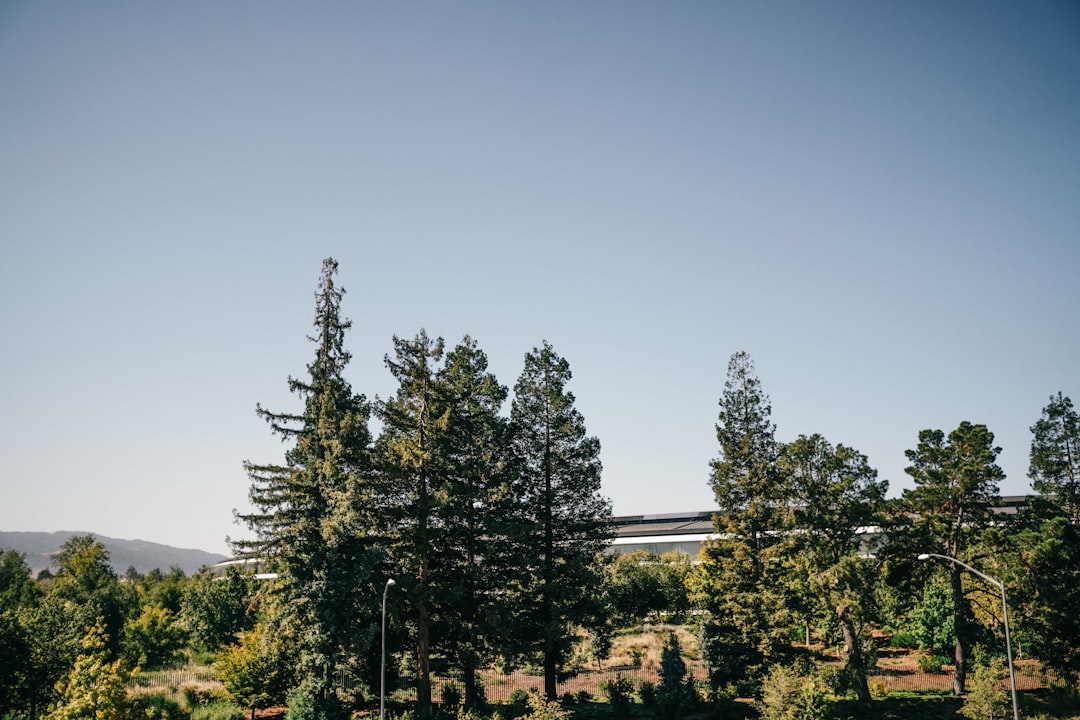Apple Park campus building partially visible through trees