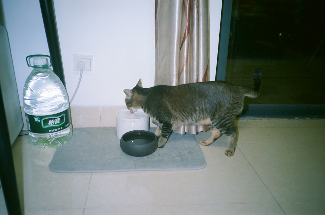 Tabby cat drinking from a small automatic water fountain