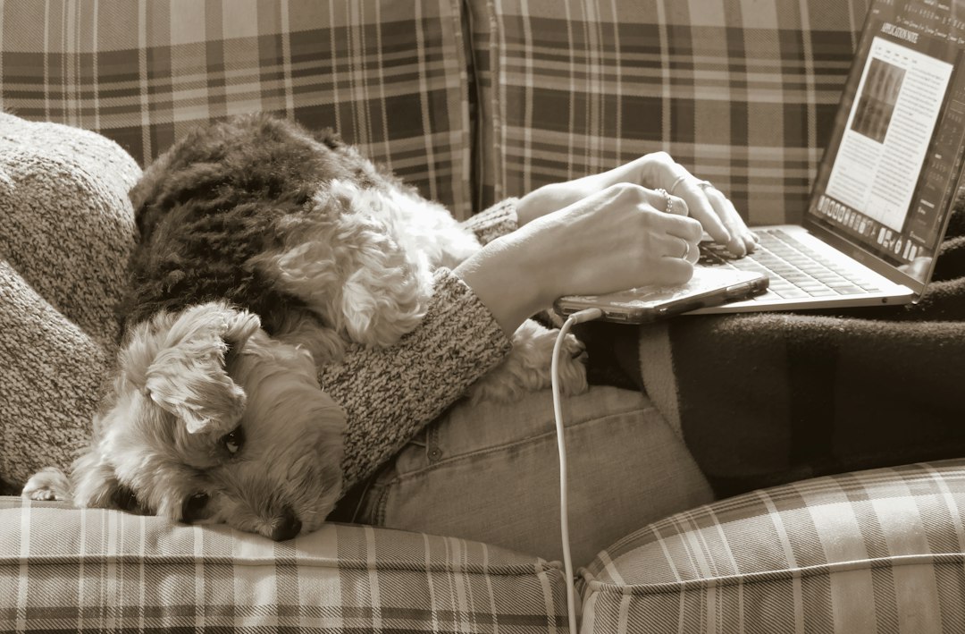 Small dog sleeping on a lap while the owner works on a laptop