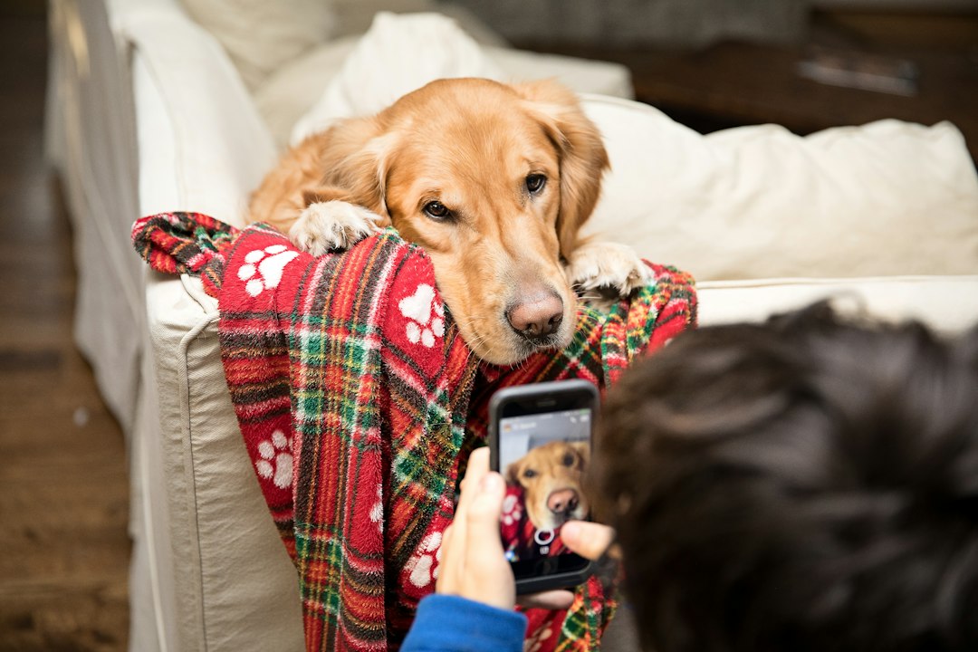 Dog on a couch looking at a smartphone camera showing the dog