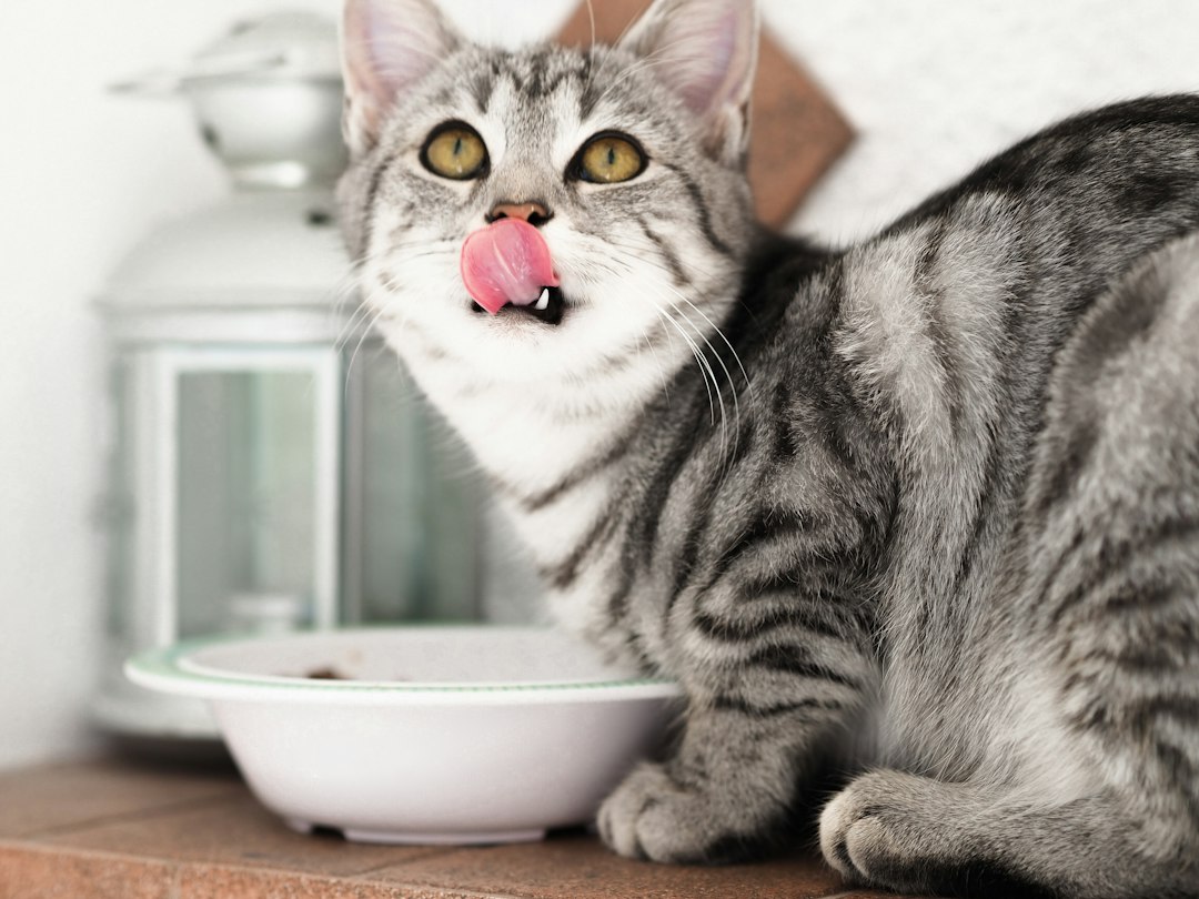 Gray tabby cat next to its empty food bowl after eating