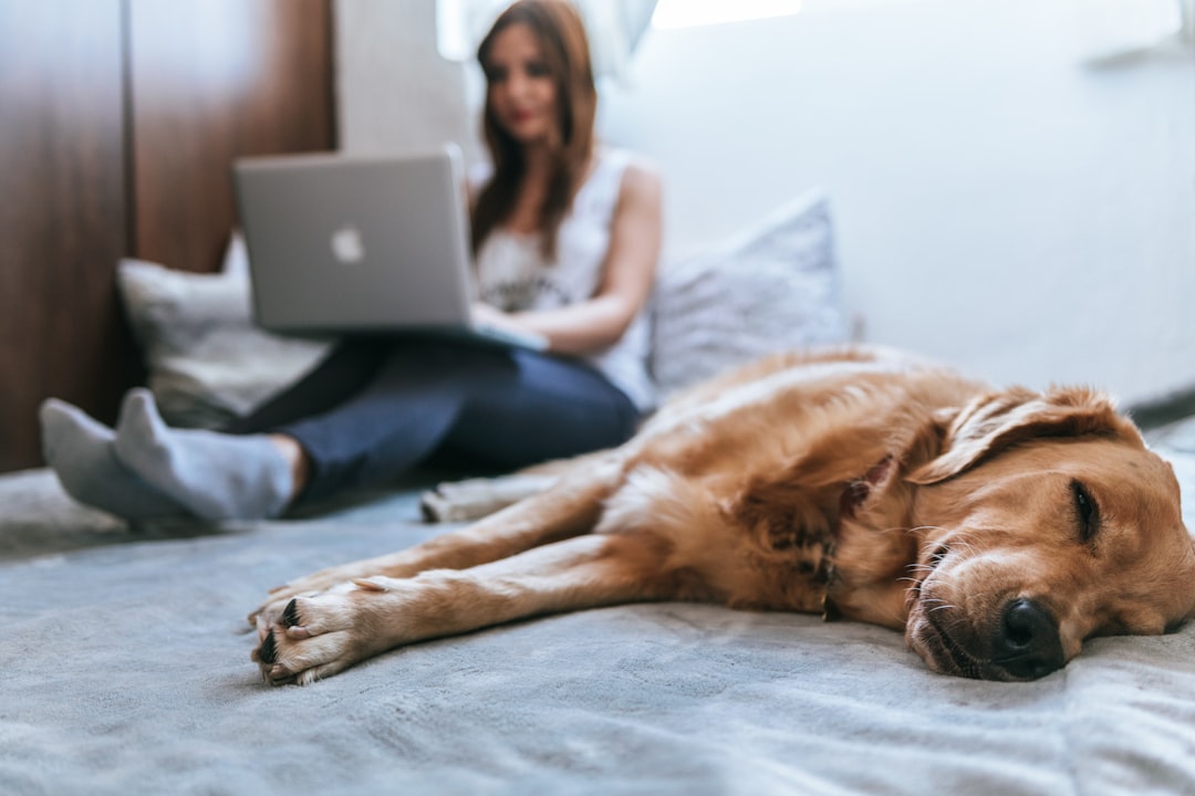 Dog lying on the floor near an owner working on a laptop at home