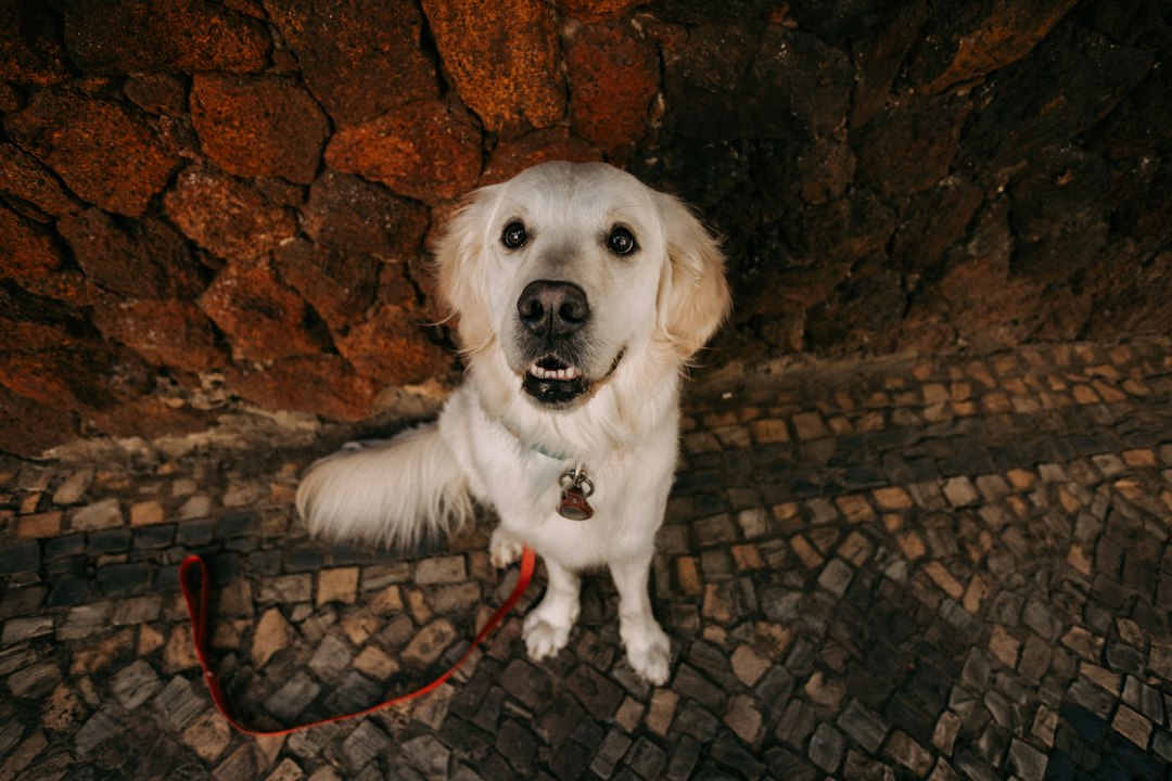Golden retriever on a leash and collar outdoors on cobblestone