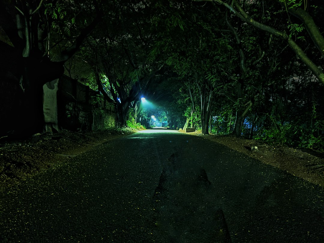 Dark tree-lined road lit only by streetlights on a winter night