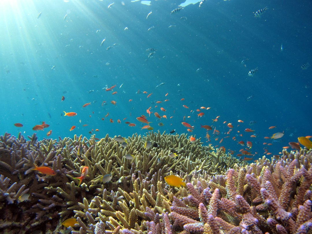 Coral reef with tropical fish in sunlit water