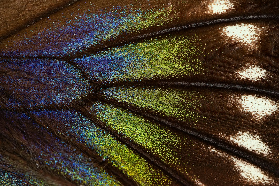A butterfly wing seen at the scale a real close-up should deliver